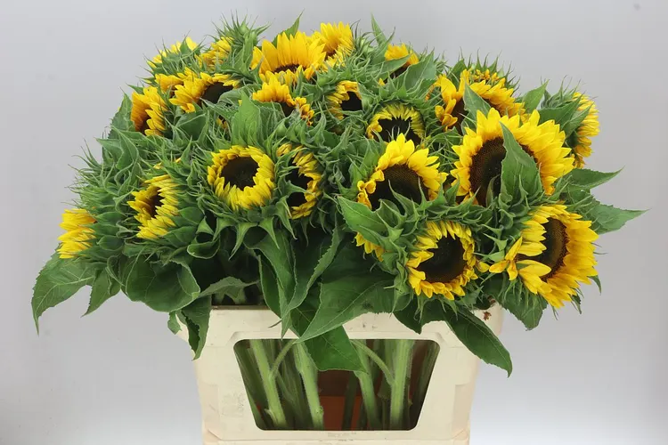Helianthus A Sun Orange 80 cm