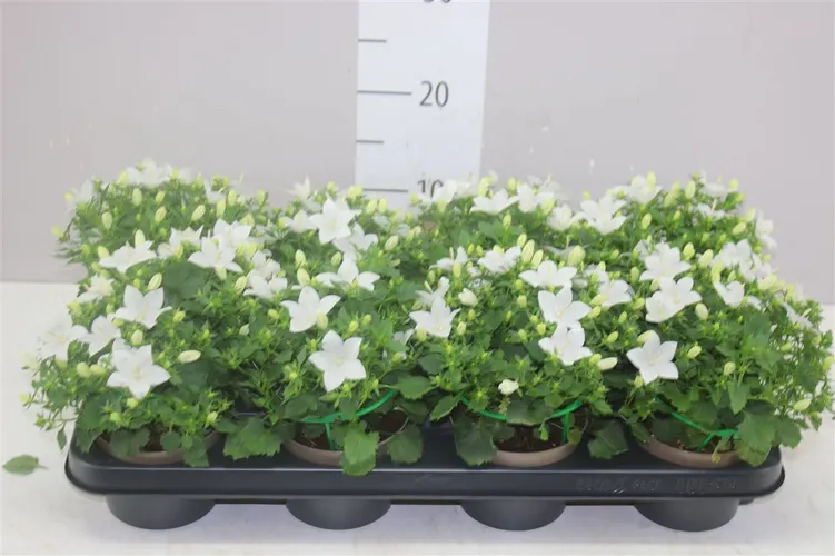 Campanula Is Atlanta White črepník 11 cm