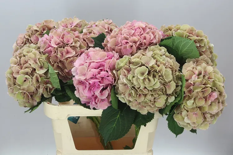 Hyd Elbtal Pink Classic 80 cm
