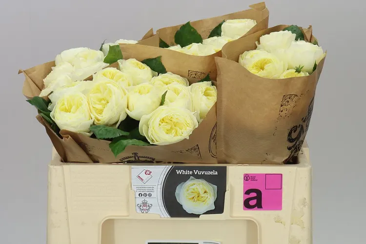 Rosa Gar White Vuvuzela 50 cm