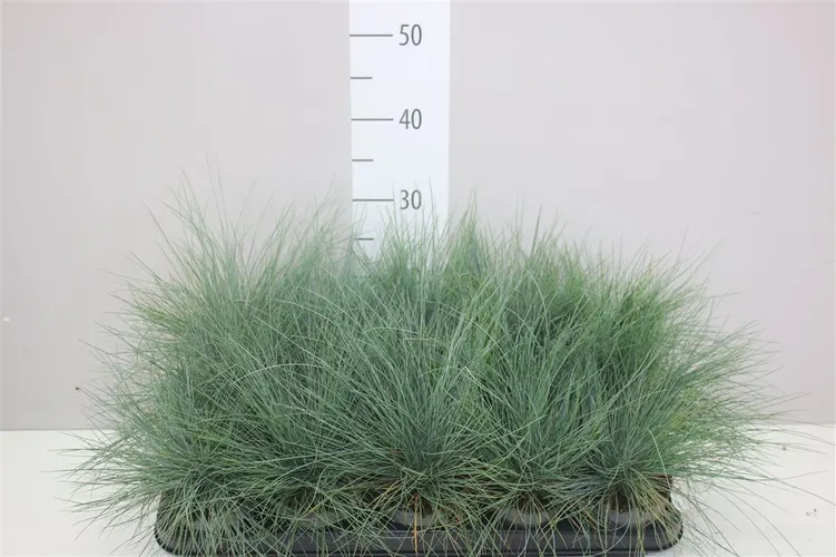 Festuca Zwenkgras črepník 10 cm