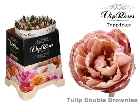 Tulipa Vip Du Double Brownies