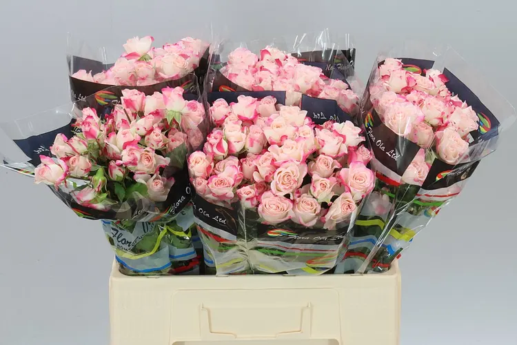 Rosa Tr Reflex 2/4 60 cm