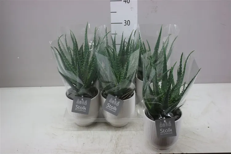 Aloe Arborescens Liv v keramike črepník 13 cm