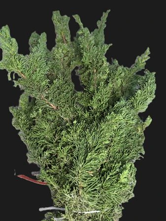 Thuja Squarosa Bags