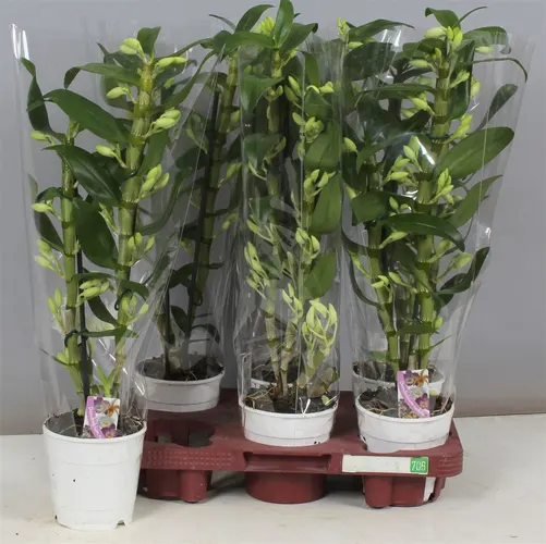 Orchidea Dendrobium Nobilee biela, 2 výhony črepník 12 cm