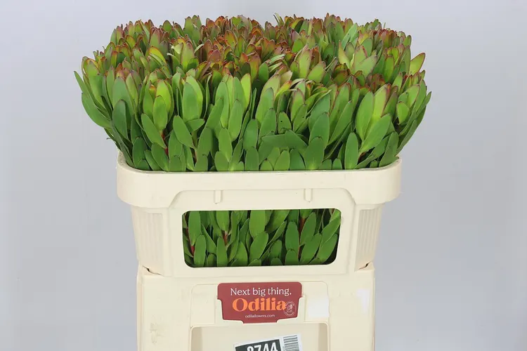 Leucadendron Safari Goldstrike 70 cm