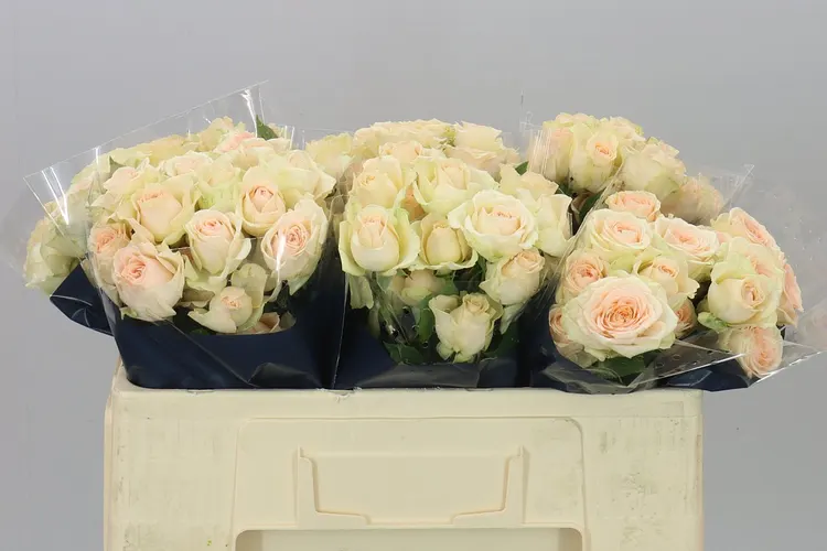 Rosa Tr Sancerre X5 50 cm
