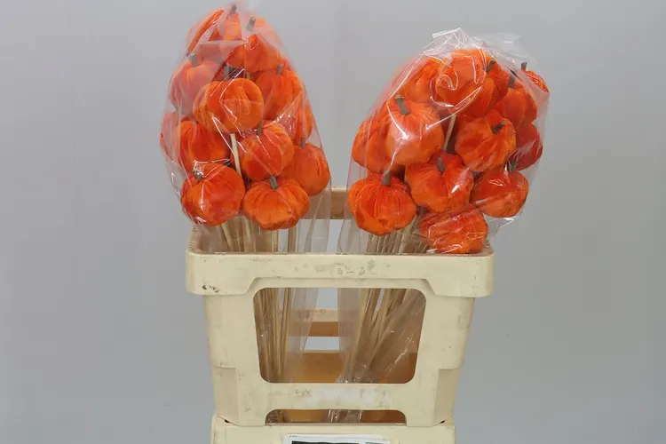 Stick Pumpkin Fiber Orange X25 50 cm