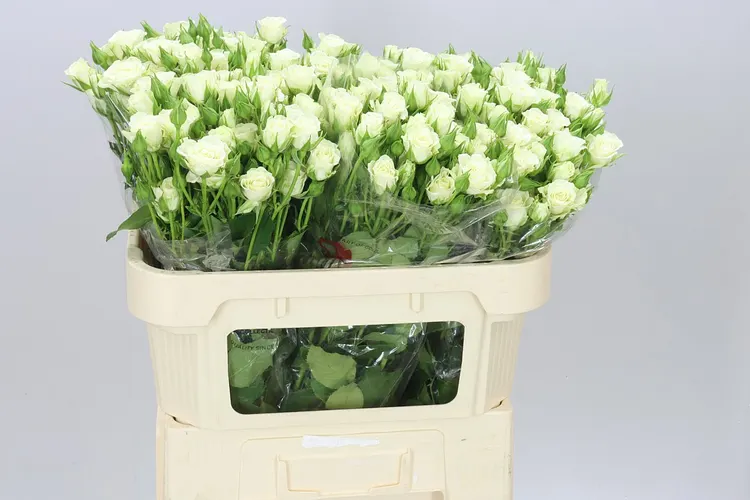 Rosa Tr Snow Flake A2 70 cm