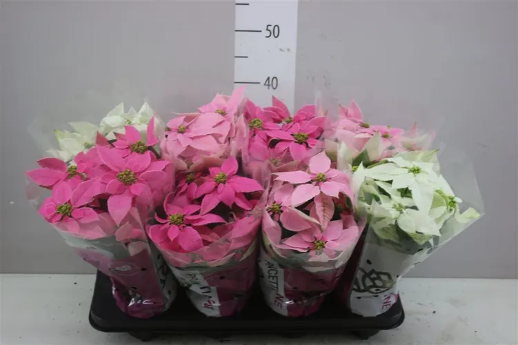 Euphorbia P Pri mix črepník 12 cm