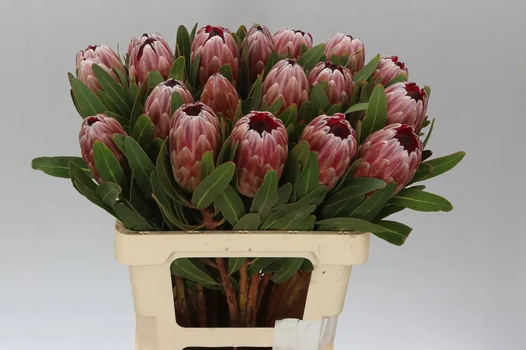 Protea Pink Ice 60 cm
