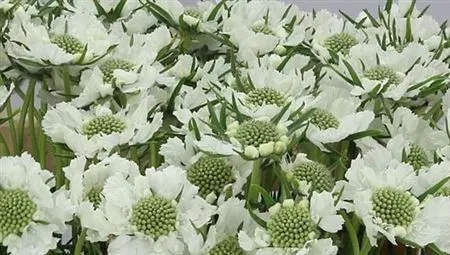 Scabiosa White 60 cm