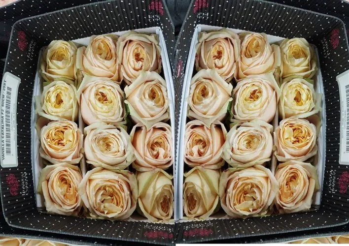 Rosa Gar Vanilla Catalina 40 cm