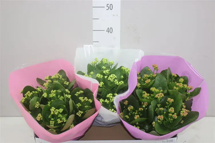 Kalanchoe Calandiva Mix črepník 23 cm