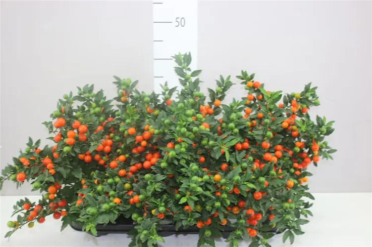 Solanum Ps Bartoli Bes črepník 14 cm