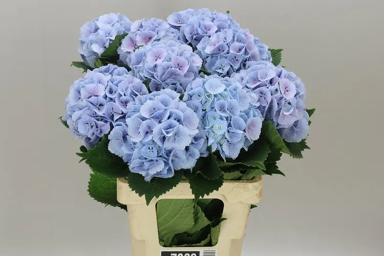 Hyd Lolly Pop Blue 60 cm