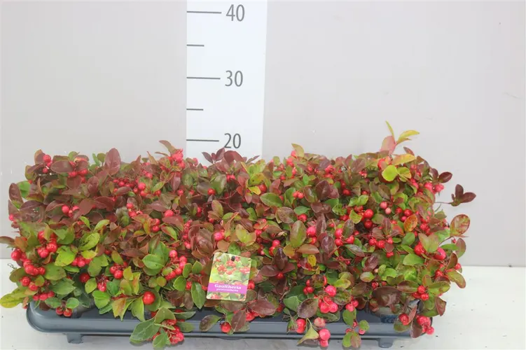 Gaultheria Procumb črepník 10,5 cm
