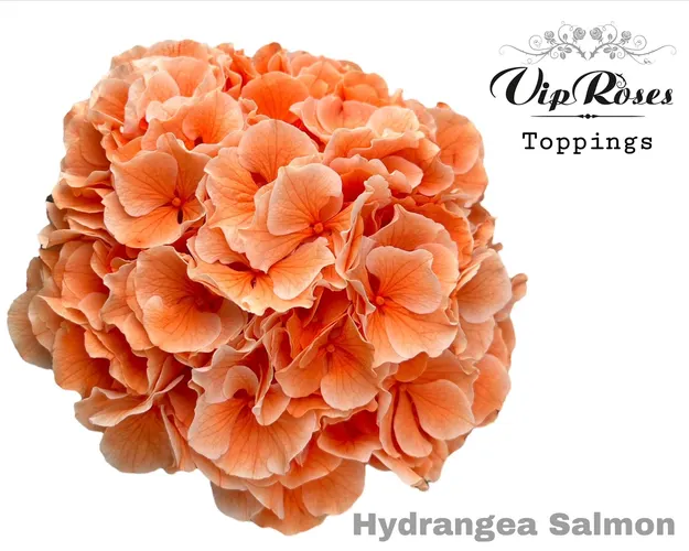 Hydr M Salmon L 60 Cm 60 cm