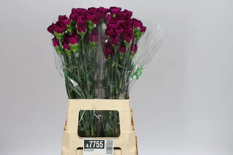 Di St Purple 70 cm