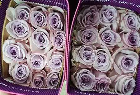 Rosa Gar Arya 70 cm