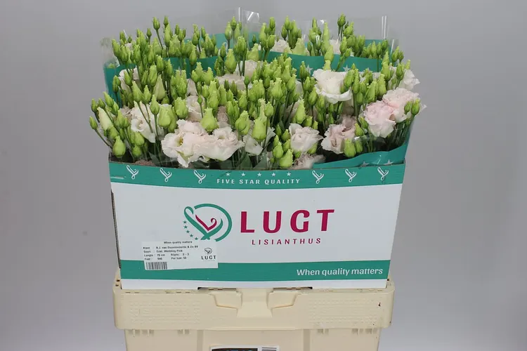 Eust Du Chac Wedding Pink X50 72 cm