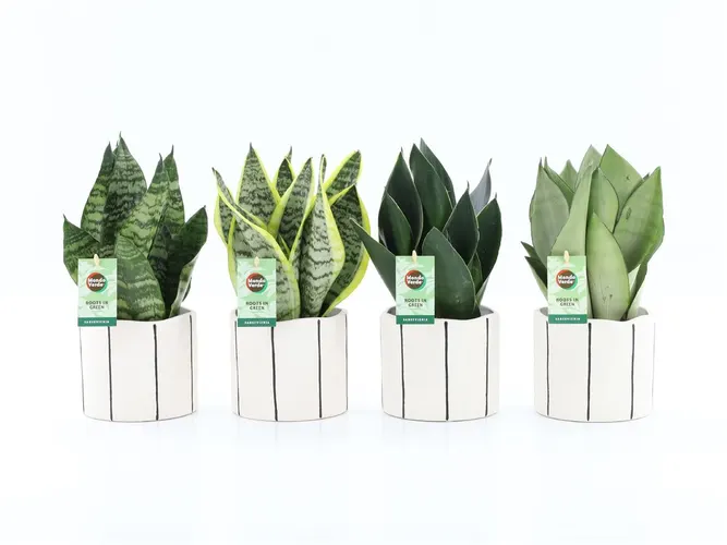 Sansevieria mix v keramike Banksy črepník 13 cm