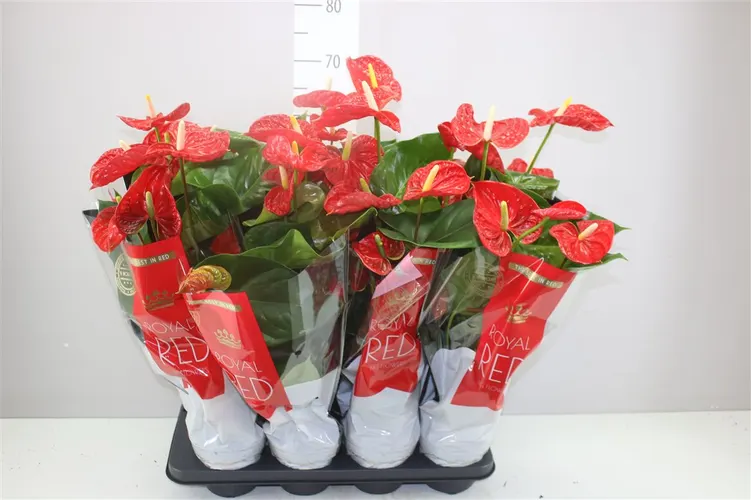 Antúrium Madural črepník 14 cm