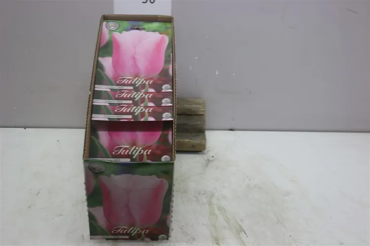 Bol Tulp Triumph Synade Amor X10