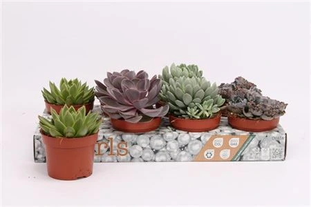Echeveria mix črepník 12 cm