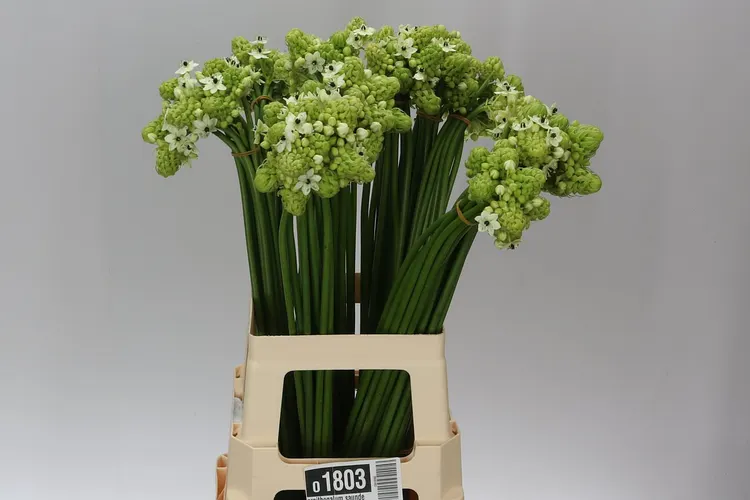 Ornithogalum Saundersiae 90 cm