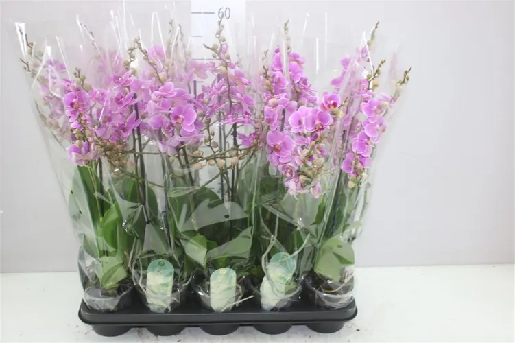 Phal Mtfl Roze 2 Tak črepník 12 cm