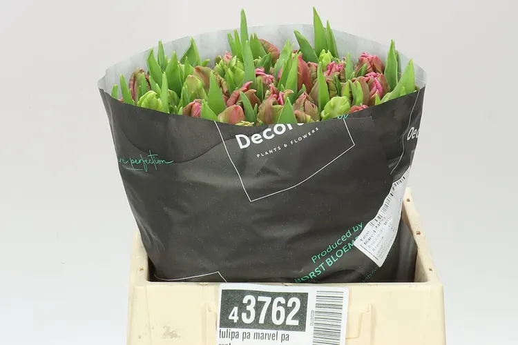 Tulipán papagájový Marvel Parrot 38 cm