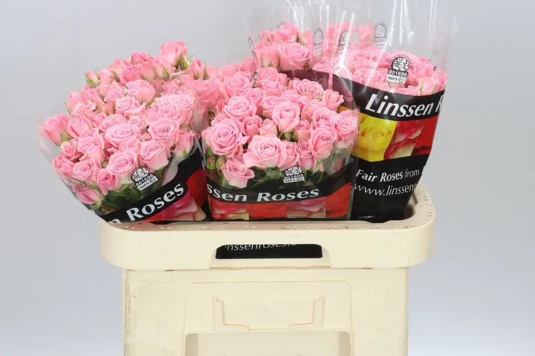 Rosa Tr Odilia Ex 60 cm