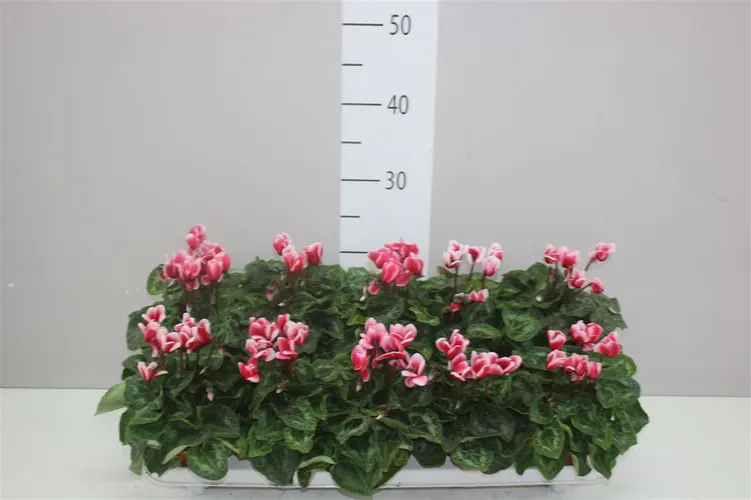 Cyclamen Kl Super Carino Rood Wit črepník 10,5 cm