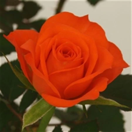 Ruža črepníková Jewel Orange črepník 10 cm