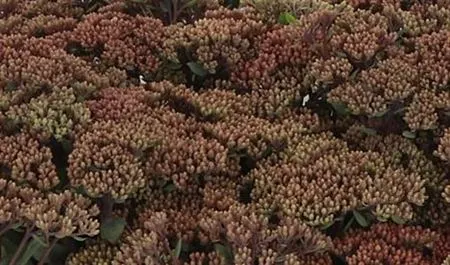Sedum Matrona 50 cm