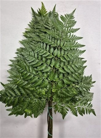 Ledervaren Xxxl X25 Spain 60 cm