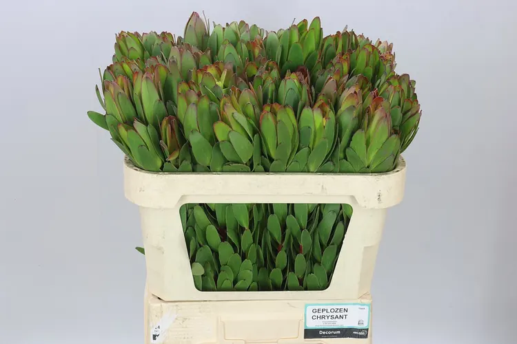 Leucadendron Safari Goldstrike 70 cm