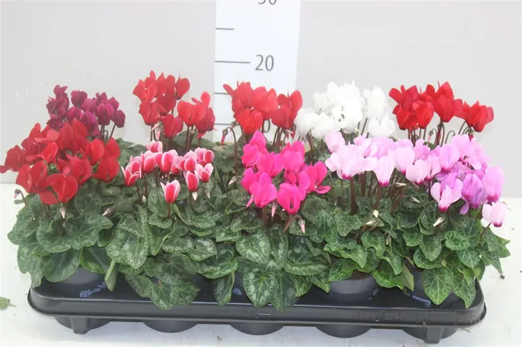 Cyclamen Kl S S Compact Gemengd črepník 10,5 cm