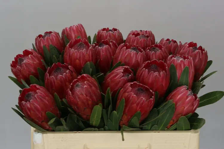 Protea Red Ice 60 cm
