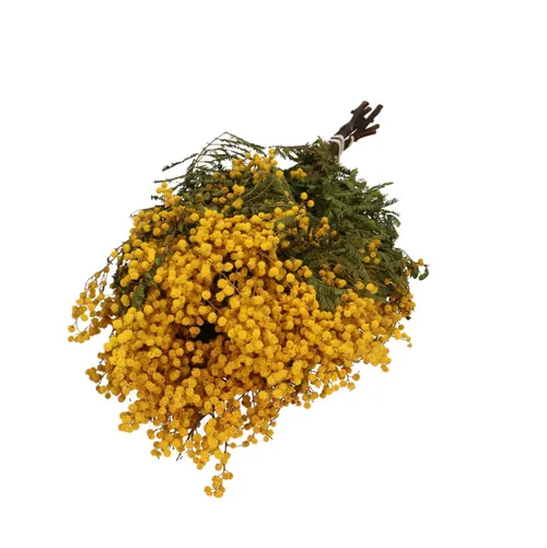 Sušený kvet Mimosa žltá 65 cm