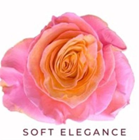 Ruža farbená Soft Elegance, Ekvádor 50 cm