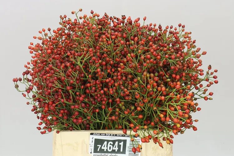 Šípky Plenty Ex 40 cm
