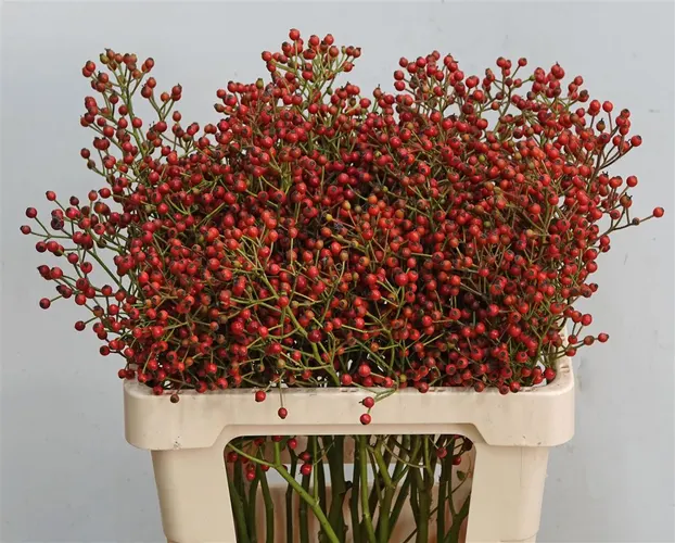 Rozenbottel Mag Cascade 60 cm