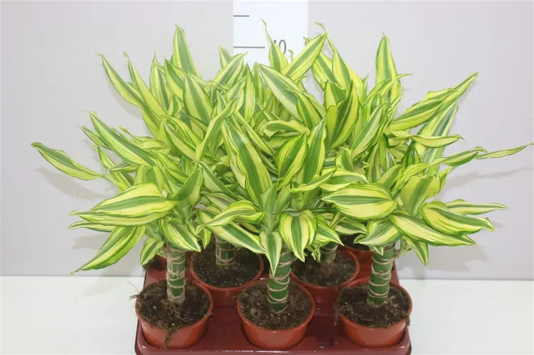 Dracéna Yellow Coast 1 kmeň črepník 11 cm