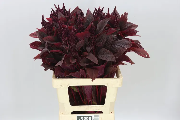 Amarant St Cr Velvet 70 cm