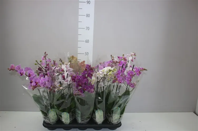 Phal Mtfl Gemengd 2 Tak črepník 12 cm