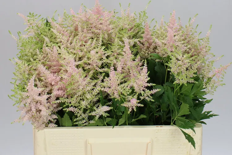 Astilbe Europa 55 cm