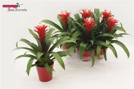 Guzmania Hope v keramike črepník 13 cm